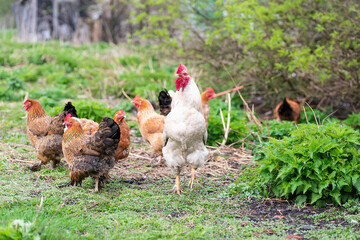 Rooster and Chickens. Free Range Cock and Hens
