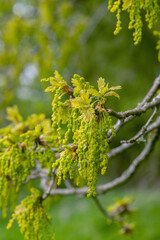 Blooming male flowers of an oak tree (Genus Quercus).