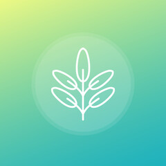 Sage herb line icon, vector