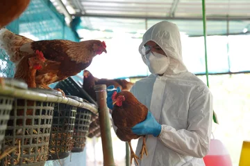 Fotobehang Bird flu, Veterinarians vaccinate against diseases in poultry such as farm chickens, H5N1 H5N6 Avian Influenza (HPAI), which causes severe symptoms and rapid death of infected poultry.   © PordeeStudio