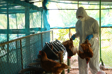 A veterinarian takes the carcasses of chickens on a farm that have died from the bird flu epidemic. This causes the infected birds to have severe symptoms and rapid death.