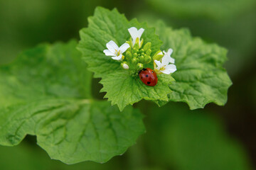 ladybug sitting on a green leaf