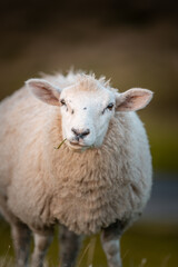 Vertical shot of a wooly sheep in the field