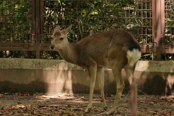 ホンシュウジカ
