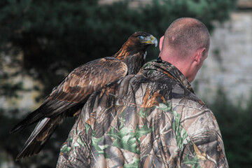 Rear view of a golden eagle on the shoulder of a male falconer