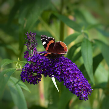 Vanessa atalanta on a purple buddleja
