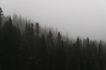 Coniferous forest on a foggy day