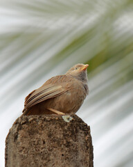 Selective focus shot of yellow-billed babbler (argya affinis)