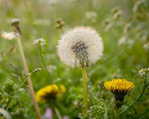 Dandelion heralding spring