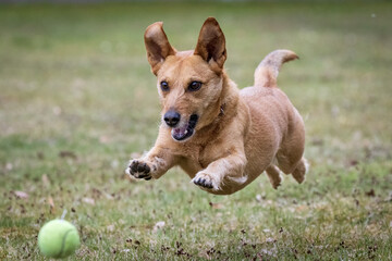 Closeup shot of a dog in the field