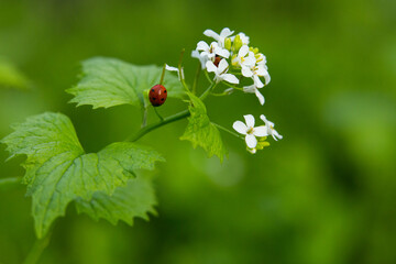 ladybugs on a green leaf of a white flower