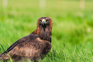 Golden Eagle (Aquila chrysaetos) - bird of prey from Family Accipitridae living in the Northern Hemisphere
