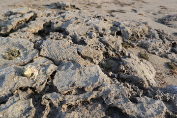 hermit crab are growing on the rock design for fantasy world concept