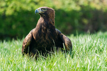 Golden Eagle (Aquila chrysaetos) - bird of prey from Family Accipitridae living in the Northern Hemisphere