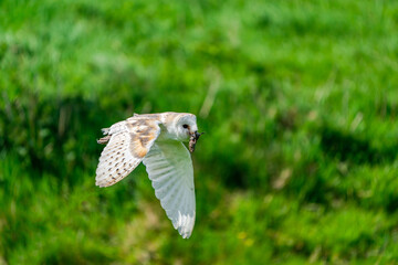 Barn owl (Tyto alba) flying with a mouse in beak. Selective focus