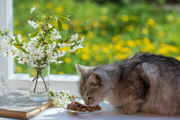 Cute gray cat eats wet food from plate on the windowsill, close up