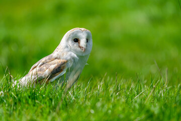 Barn owl (Tyto alba) perched in the grass. Selective focus