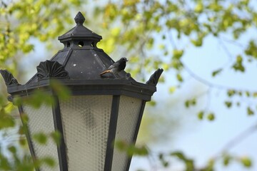 ptak na latarni