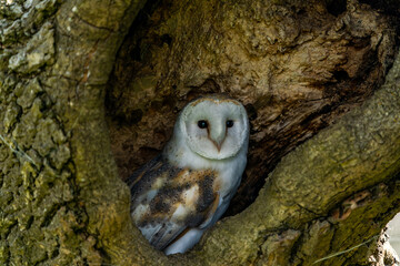 Barn owl (Tyto alba) perched in the hollow of a tree. Selective focus