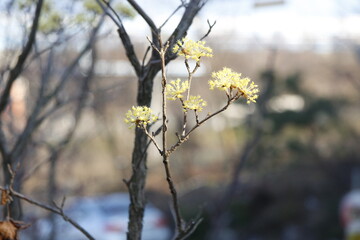 Photos of Korea, Republic of