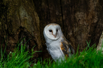 Barn owl (Tyto alba). Selective focus