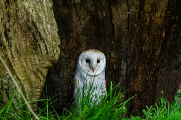 Barn owl (Tyto alba). Selective focus