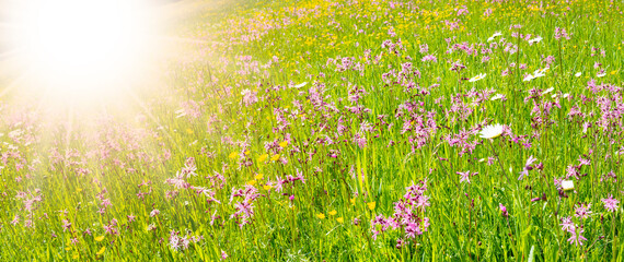 Blumenwiese im Frühling mit Sonnenstrahlen