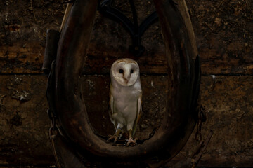 Barn owl (Tyto alba) perched in the barn. Selective focus