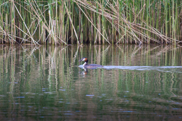 Enten im Wasser