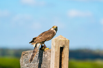Sparrow hawk (Accipiter nisus) - a small bird of prey in the family Accipitridae. Selective focus