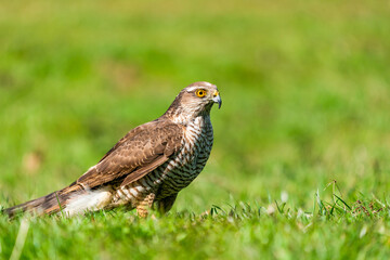 Sparrow hawk (Accipiter nisus) - a small bird of prey in the family Accipitridae. Selective focus