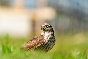 Sparrow hawk (Accipiter nisus) - a small bird of prey in the family Accipitridae. Selective focus