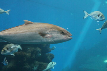 tuna fish swimming in ocean underwater known as bluefin tuna, Atlantic bluefin tuna (Thunnus thynnus) , northern bluefin tuna, giant bluefin or tunny - stock photo, stock photograph, image picture