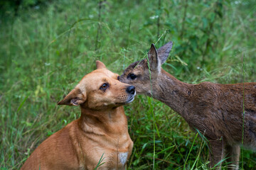 Baby roe deer and a dog in the forest