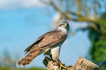 The northern goshawk (Accipiter gentilis) - a species of medium-large raptor in the family Accipitridae