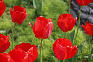 Photos of Korea, Republic of