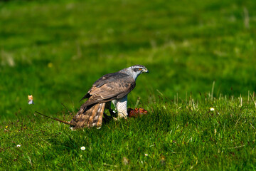 The northern goshawk (Accipiter gentilis) feasting on prey - a species of medium-large raptor in the family Accipitridae