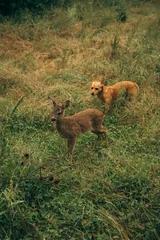 Zelfklevend Fotobehang Baby roe deer and a dog in the forest © Gerson San Vicente Larrechi/Wirestock Creators