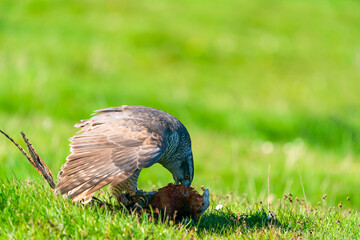 The northern goshawk (Accipiter gentilis) feasting on prey - a species of medium-large raptor in the family Accipitridae
