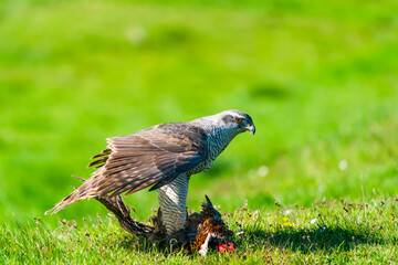 The northern goshawk (Accipiter gentilis) feasting on prey - a species of medium-large raptor in the family Accipitridae