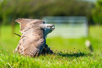 The northern goshawk (Accipiter gentilis) feasting on prey - a species of medium-large raptor in the family Accipitridae
