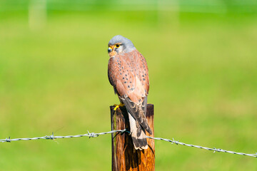 Common kestrel (Falco tinnunculus) -  bird of prey species belonging to the kestrel group of the falcon family Falconidae