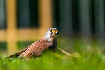 Common kestrel (Falco tinnunculus) -  bird of prey species belonging to the kestrel group of the falcon family Falconidae