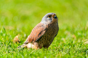 Common kestrel (Falco tinnunculus) -  bird of prey species belonging to the kestrel group of the falcon family Falconidae