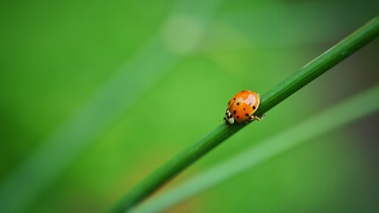 ladybird on a leaf