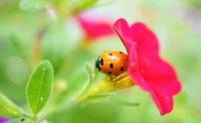 ladybug on a flower