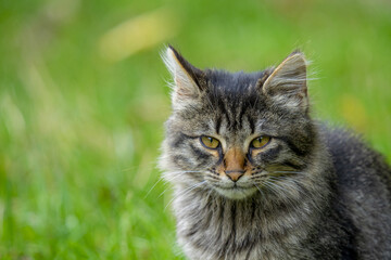 Gray striped tabby cat sitting on the green grass