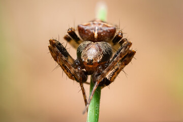 Orb-weaver spider (Gibbaranea bituberculata) on a stem