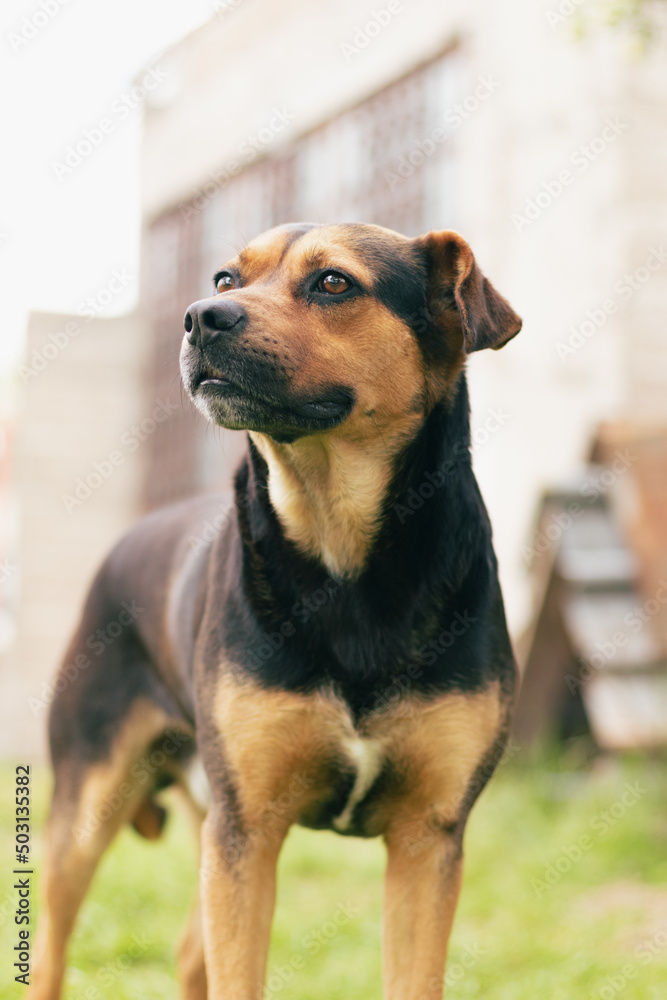 Sticker vertical shot of a cute tan and black mixed breed dog on the grass looking away on a sunny day