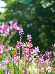 日本、神奈川県、横浜市、初夏、里山ガーデンの花畑